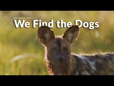 Wild Dogs Kill a Lechwe - Botswana 2024 Wildlife Filmmaking BTS Ep 16