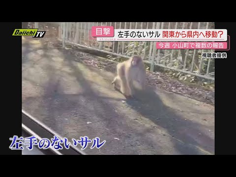 【映像あり】目撃情報相次ぐ“話題のサル”東北～関東～県内まで行脚か!?同一か否か不明も専門家は(静岡)