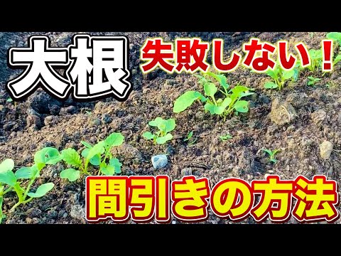 【大根間引き】このタイミングがベストです！大きく真っ直ぐ育つ間引きの方法！