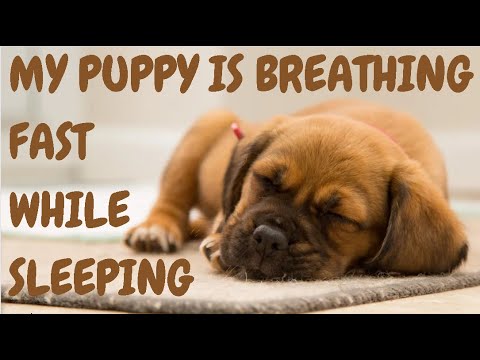 My Puppy Is Breathing Fast While Sleeping