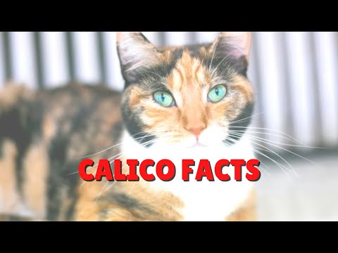 Calico Cat Facts | Two Crazy Cat Ladies