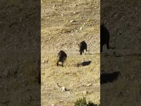 Amazing Shot #hunting #wildboar