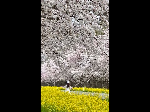 🌸 超美 の 秋田櫻花隧道 🌸（請開聲音）2024/4/19 手機錄影