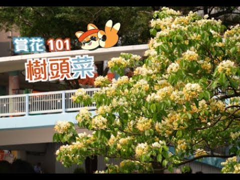 【賞花101】樹頭菜【Appreciation of Flowers 101】Spider Tree