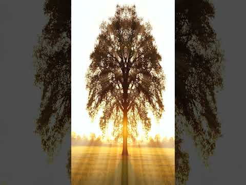 528 Hz + 3,2 Hz  Tree of Life