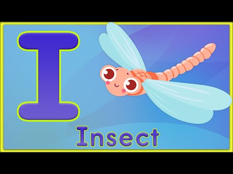 Letter I | Insect, Image, Internet, Igloo - Learn Letter i