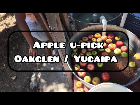 Apple U-Picking in Oak Glen, Yucaipa CA fall activity 2024