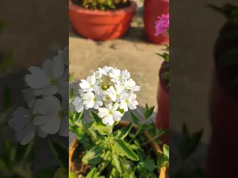 verbena flowers #verbena #verbenaflower #flowers #easygarfeningtips