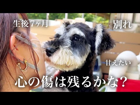 🐶👩🏻‍🦰生後７ヶ月の子犬を【飼い主が手放した理由】〜ミニチュアシュナウザーの保護犬を我が家にお迎えした日〜