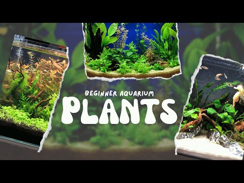 Top 10 Beginner Aquarium Plants 🌿