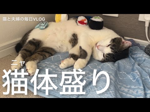 猫と夫婦の毎日VLOG#471 ニャ体盛り