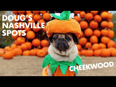 Doug The Pug’s favorite places in Nashville - Fall Edition