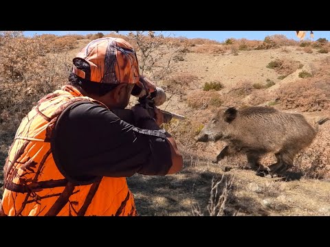 Ultimate BOAR HUNT: Perfect LONG-RANGE Rifle Shots & Epic Hunting Adventure! #hunting #hog