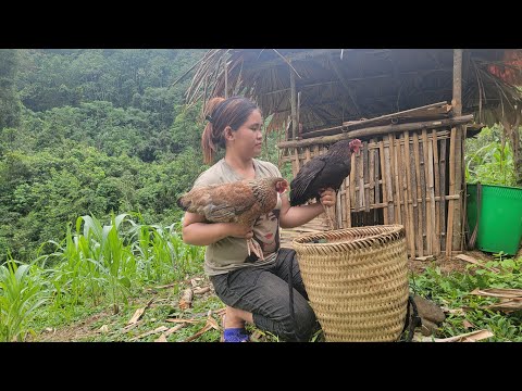 Build a chicken coop for mother hens to raise their chicks