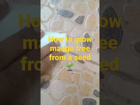 How to grow mango tree from a seed 🥭