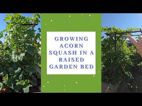 Growing a huge acorn squash plant in a raised garden bed