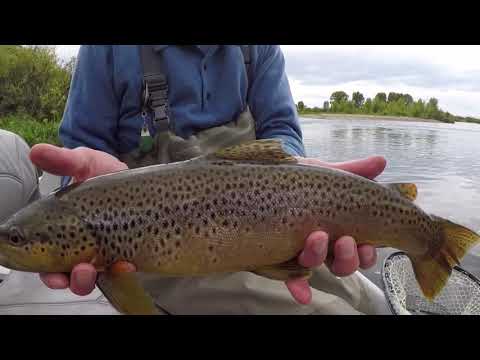 Fly Fishing on the Green River in Western Wyoming - With Fish the Fly Guide Service.