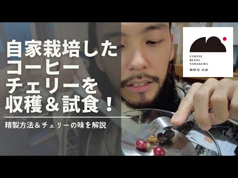 自家栽培コーヒーチェリーを収穫＆食べてみた