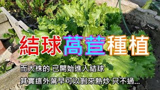 [結球萵苣種植] 結球萵苣深受喜愛 只要氣候對了 就很好種 也無蟲害 生吃熱炒都可以 喜歡吃生菜的 就別錯過了...