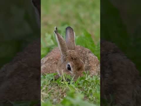 What is an invasive species? #shorts