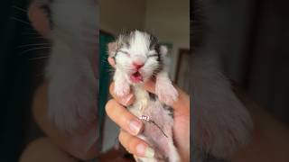 Cute Kitten Day 1 to 60 Days Timelapse Cat Versi Moy 😍 #kucinglucu #kitten #catlover #cat