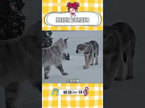 狼“自己嚇自己～ #神奇動物在抖音 #動物的迷惑行為 #緬因貓