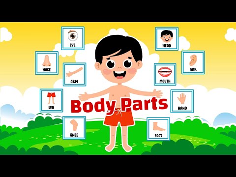 Body Parts | Learn The Parts of The Body | Educational Video For Kids and Toddlers