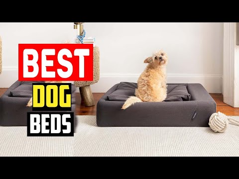 ✅Best Dog Beds in 2023