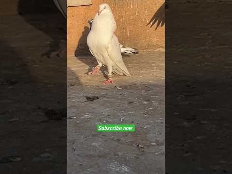 high flyer pigeons 👀/ best pigeon #ytshorts #youtubeshorts #kingflyingpigeons #kabootar #shorts