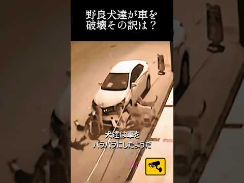 野良犬達が車を破壊その訳は？#dog#shorts #straydogs #犬#野良犬