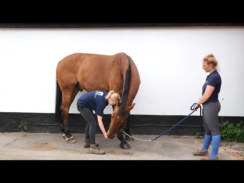 Horse Exercises | Lateral Stretch 3