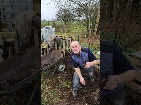 Composter vos vieux pieds tomates dans votre composteur