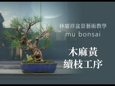 木麻黃 續枝工序 ◤林慶祥盆景藝術教學◢ Bonsai in Taiwan