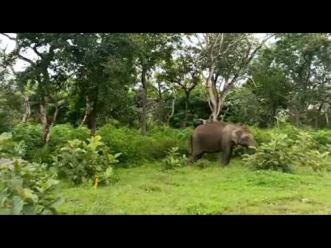 bandipura elephant 🐘 safari