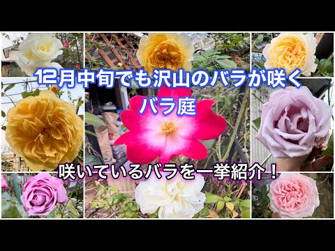 12月中旬でも沢山の花が咲くバラ庭！咲いているバラを一挙紹介します！【薔薇】