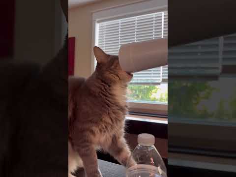 Cat shenanigans! Who stole my cup?!?