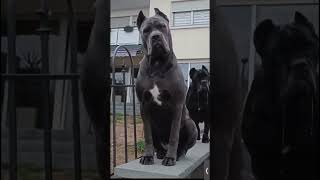 Guard dogs #canecorsolove #cutedog #youtube #shorts #canecorso