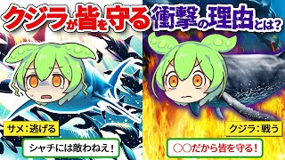 なぜザトウクジラは、海のヒーローと呼ばれているのか？【ずんだもん ゆっくり解説】