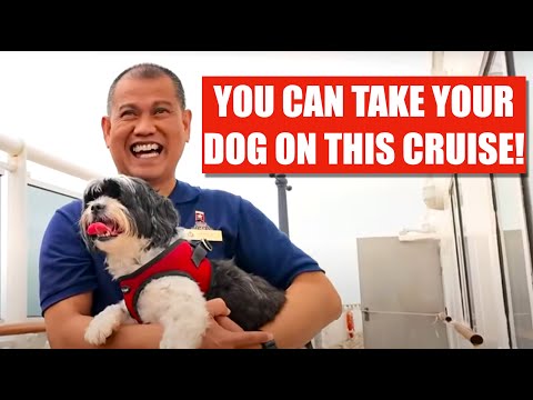 Are DOGS and CATS allowed on cruise ships? Only on this one!....Cunard Queen Mary 2