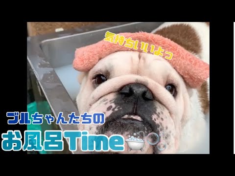 【ブルドッグ】ブルちゃんたちのお風呂Time🛁🫧　お預かりのブルちゃんもご紹介します！