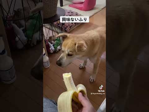 もらえない可能性もあるので念のため。#doggo #doglover #保護犬を家族に #rescuedog #犬のいる生活 #犬のいる暮らし