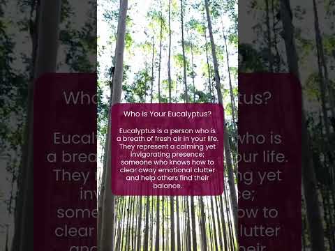 Who Is Your Eucalyptus?