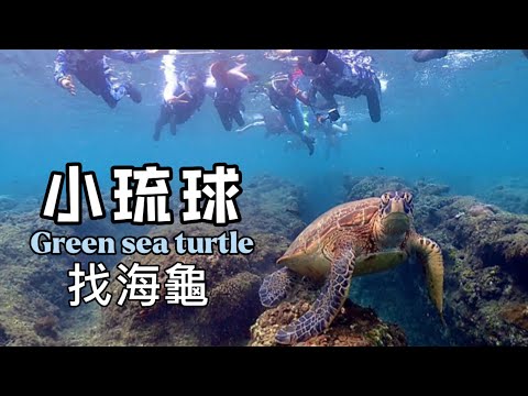 【小琉球浮潛】親子浮潛|找海龜| Green loggerhead turtle|  #小琉球  #浮潛  #綠蠵龜  #美食  #親子遊  #2470GM2 #gopro11  #4k #我是沙先生