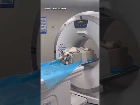 Cute Corgi Goes For Surgery To His Back !