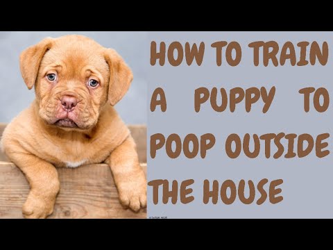 How To Train A Puppy To Poop Outside The House