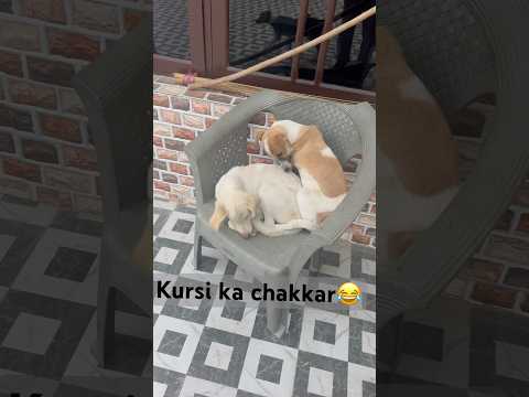 Kursi ka chakkar| dogs #shorts #funny #petlovers #trending #youtubeshorts