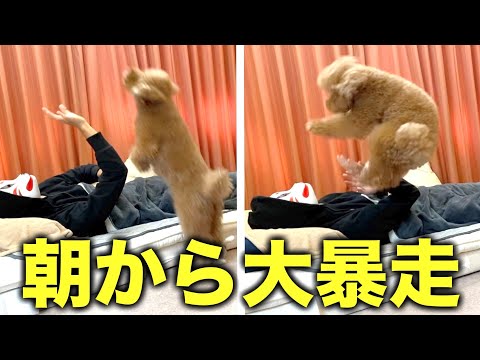 朝起きたら愛犬が飼い主めがけて幅跳びし始めた。