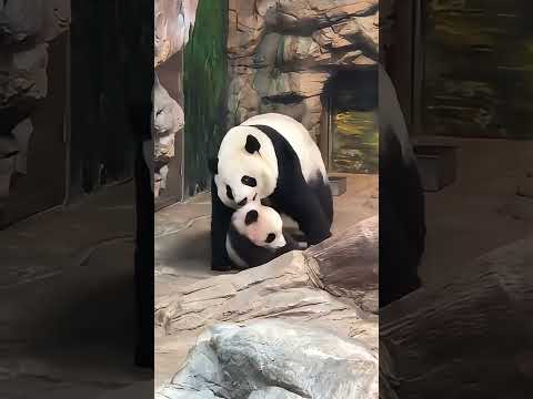 Panda. This is how the mother panda takes her child out. ジャイアントパンダのお母さんはこのように子供を連れて出かけます。