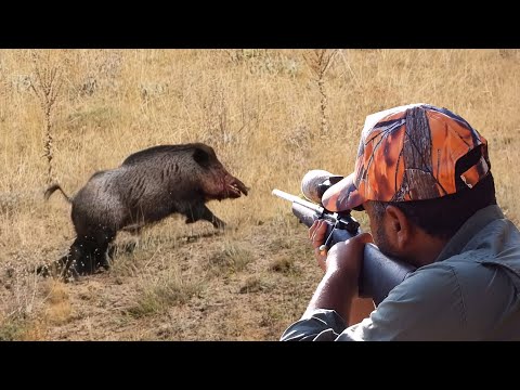 BREATHTAKING WILD BOAR HUNT ADVENTURE, BEST SCENES, HOG HUNTING #hunting