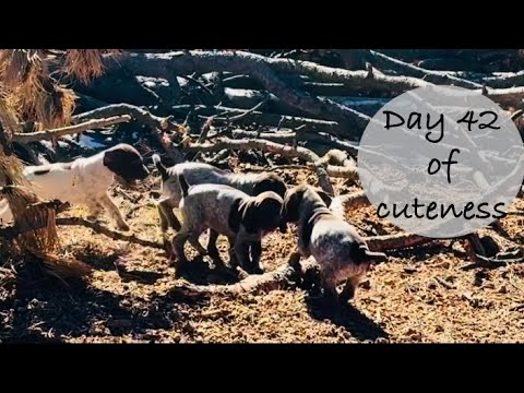 DAY 42!  GERMAN SHORTHAIR POINTER PUPPY CUTENESS!  ❤️